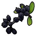 Black Berry Bush
