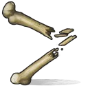 Bone Fragments