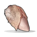 Blanc de poulet cru