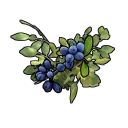 Blue Berry Clone