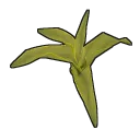 Corn Clone
