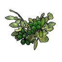 Green Berry Clone