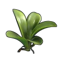 Orchid Clone