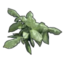 Potato Clone