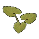 Pumpkin Plant Clone