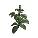 Clone de Rose