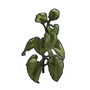 Clone de Tournesol