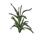 Clone de Blé