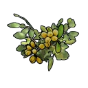 Gelbbeeren-Klon