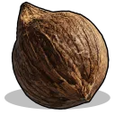 Coconut Palm