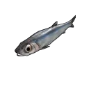 Anchovy