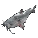 Catfish