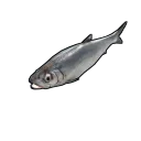 Herring