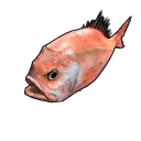 Orange Roughy