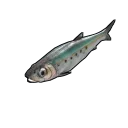 Sardine