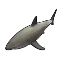Small Shark