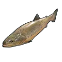 Small Trout