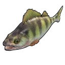 Yellow Perch