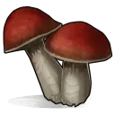 Mushroom Cluster