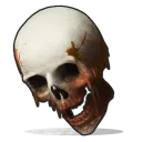 Human Skull