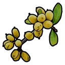 Yellow Berry Bush